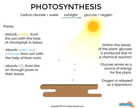 What is Photosynthesis? - Gifographic for Kids | Mocomi