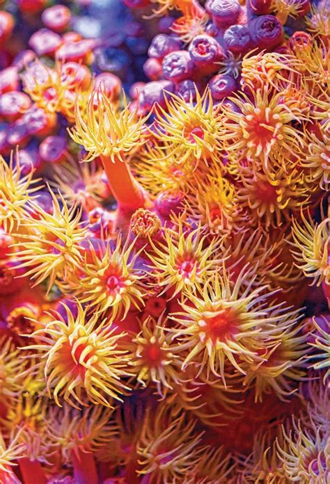 sea anemones colony | Sea anemone, Sea creatures, Underwater life