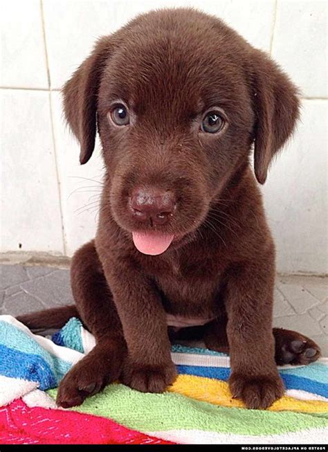 Chocolate Labrador Breeders Illinois | PETSIDI