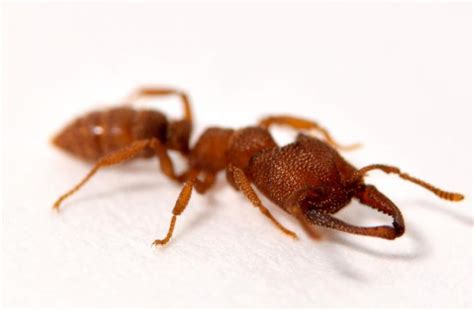 SNAPSHOT: Dracula Ants Have Mandibles That Move at 200 MPH | Discover ...