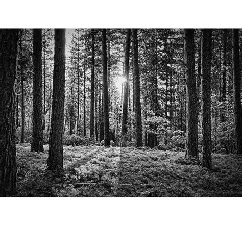 Black and white forest tree wall mural - TenStickers