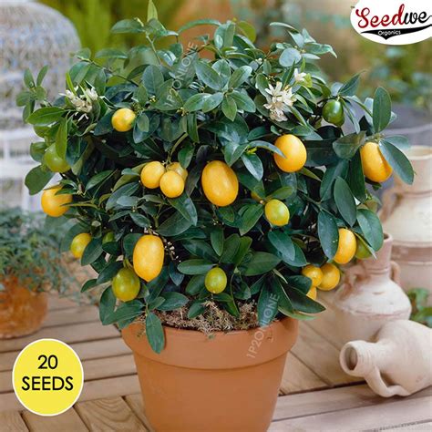 Dwarf Lemon Tree Indoor House Plant Outdoor Plants 15 Seeds - Etsy ...