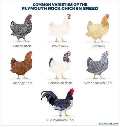 Redirect Notice | Plymouth rock chicken, Chicken breeds, Pet chickens ...