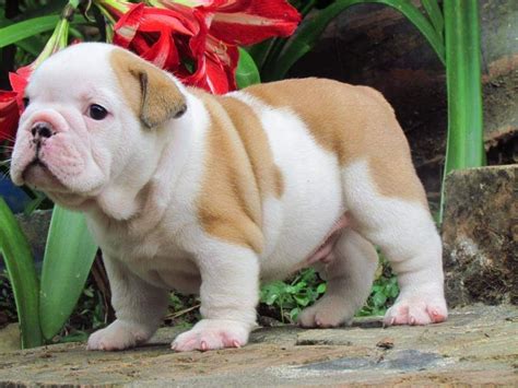 Miniature English Bulldog Puppies For Sale | San Diego, CA #206007