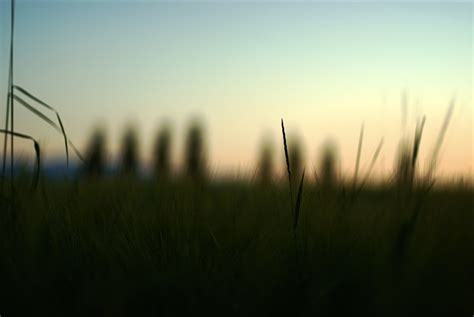 Silhouette of grass, grass, plants HD wallpaper | Wallpaper Flare