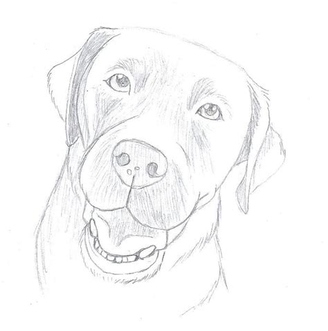 Chocolate lab sketch | Dog line art, Labs art, Canine art