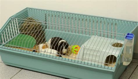 Guinea Pig Cages For Two Cheap | Bruin Blog