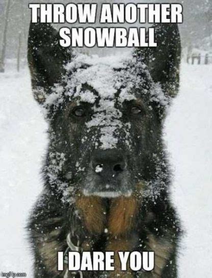 Funny dogs in snow snowball 61+ ideas for 2019 | Funny dog memes, Kittens funny, Funny animal memes