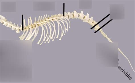 Exam 1 Canine Vertebral Formula Diagram | Quizlet