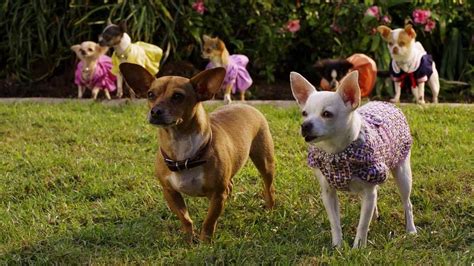 Beverly Hills Chihuahua 2’ watched by Sam • Letterboxd