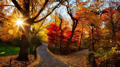 HD wallpaper: Autumn Equinox, cherry trees, sun rays, park, nature, red ...