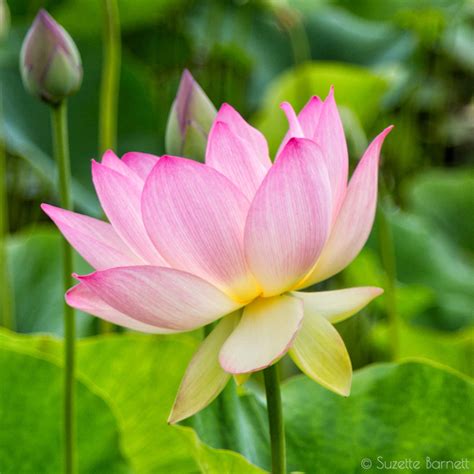 Lotus Flowerz – Telegraph