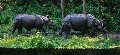 Chitwan National Park travel guide: jungle, rhinos, hotels, prices & more ...