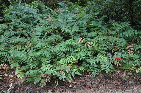 Mahonia nervosa | Landscape Plants | Oregon State University