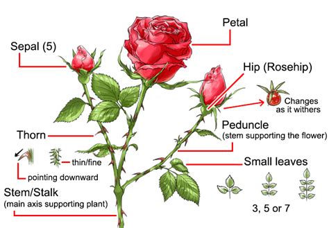 How To Draw A Beautiful Rose Flower