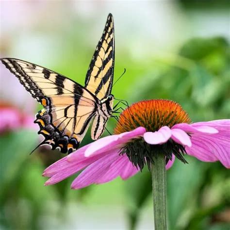 Purple Coneflower Plants for Your Butterfly Garden