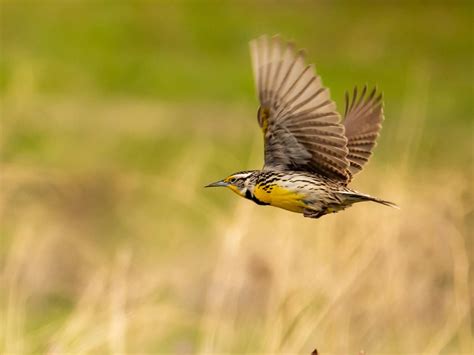 What is the State Bird of Nebraska? (And Why?) | Birdfact