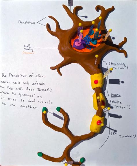 PSYCH 120 Model Neuron Fair - College of Arts and Science - University ...