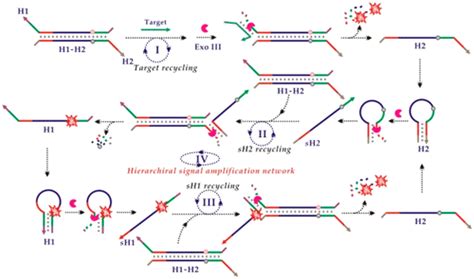 Exonuclease III-Powered Self-Propelled DNA Machine for Distinctly Amplified Detection of Nucleic ...