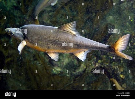 Bonytail chub, Bonytail (Gila elegans ), side view Stock Photo, Royalty ...