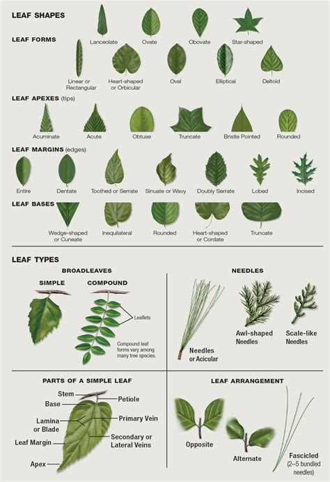 Plant Leaves Identification Chart