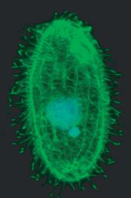 Tetrahymena thermophila - microbewiki