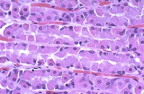 Stomach Histology Parietal Cells