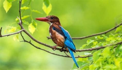 Birds of Sri Lanka (Part – 02) | Lanka Travel Guide