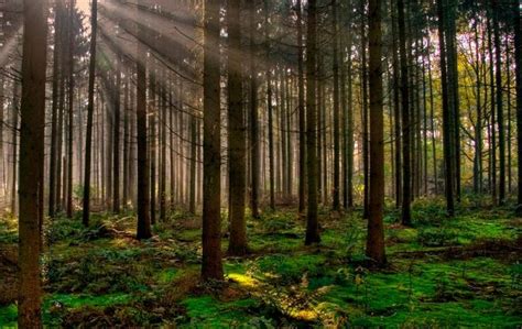 Bosque; Qué son, ubicación geográfica y tipos de bosques | OVACEN ...