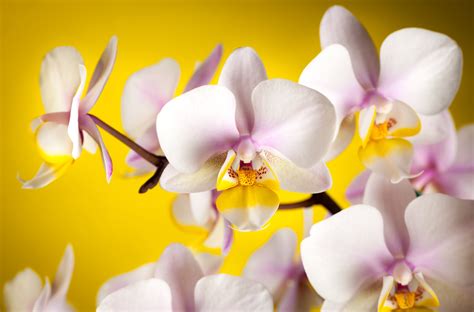 Orchid 4k Ultra HD Wallpaper and Background Image | 4000x2635 | ID:369043