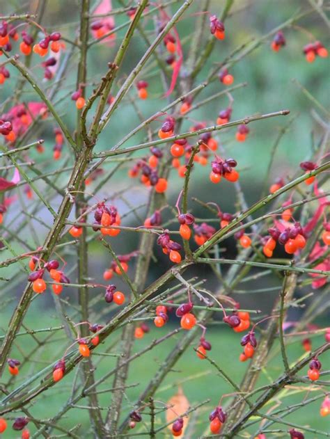 Photo of the seeds of Dwarf Burning Bush (Euonymus alatus 'Compactus') posted by SherriRaye ...