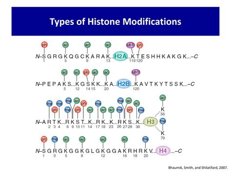 PPT - Histone Modifications PowerPoint Presentation, free download - ID:4751847