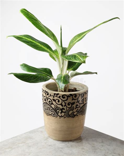 Ornamental Plants stock photo. Image of interior, indoors - 21209528