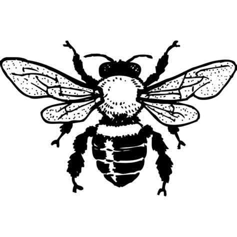 Honey Bee PNG, SVG Clip art for Web - Download Clip Art, PNG Icon Arts