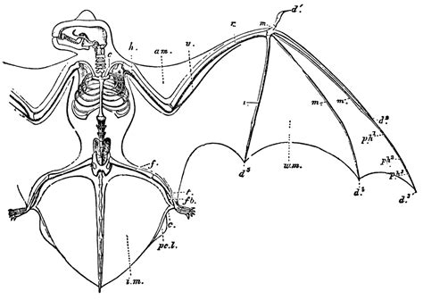 Bat Skeleton Drawing at GetDrawings | Free download