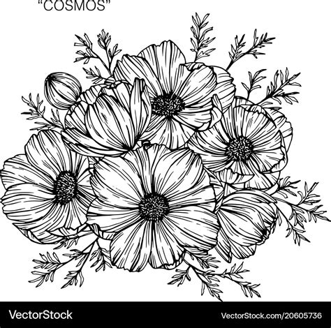 Download 320+ Flowers Cosmos Coloring Pages PNG PDF File