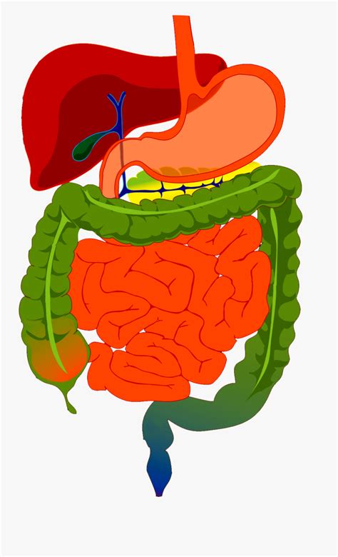 Digestive System Diagram - Digestive System Drawing With Color , Free Transparent Clipart ...