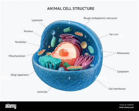 Animal Cell Diagram 3d