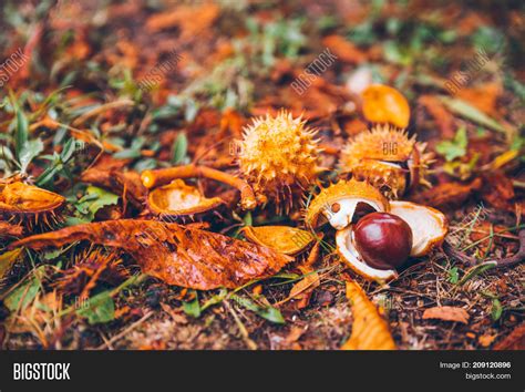 Horse Chestnut Buckeye Image & Photo (Free Trial) | Bigstock