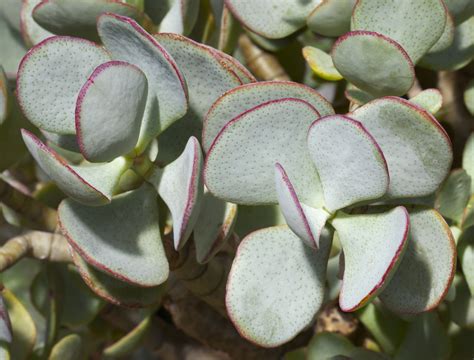 Photo #55852 | Crassula arborescens | plant lust