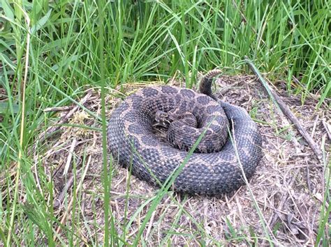 Impacts of the 2018 Eastern Massasauga Rattlesnake Biological Opinion ...