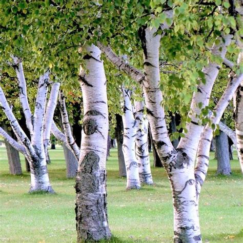 White Paper Birch Tree Seeds Betula Pendula European Flaky | Etsy Canada