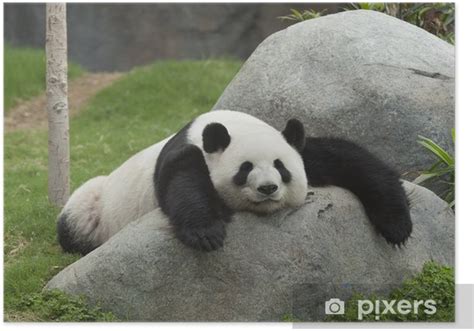 Giant panda bear sleeping Poster • Pixers® - We live to change Giant ...