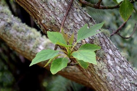 The Sassafras Tree - A Prepper’s Favorite