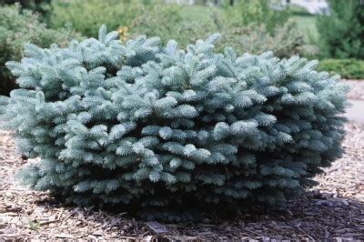 Spruce, Colorado Globe (Dwarf) - TheTreeFarm.com