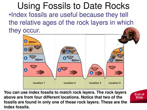 PPT - Fossils PowerPoint Presentation, free download - ID:5659345