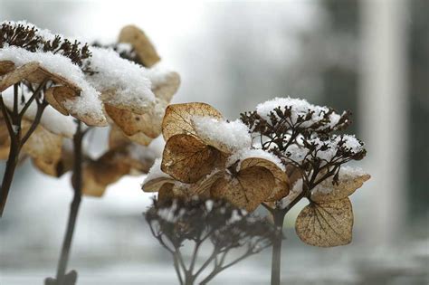 Winter Protection of Hydrangeas | Plant Addicts