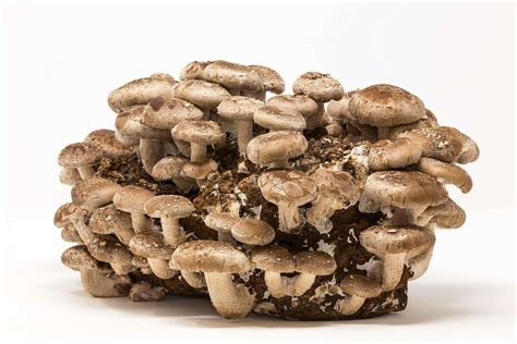 How growing kitchen mushrooms can break up the endless quarantine moments