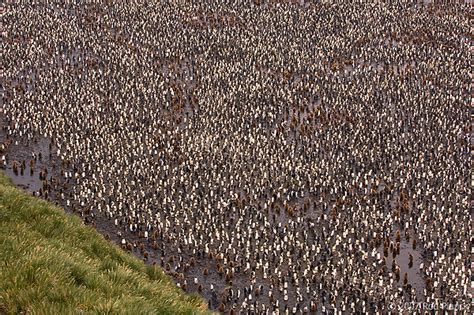 King Penguin Colony (Aptenodytes patagonicus) Salisbury Plains, South ...