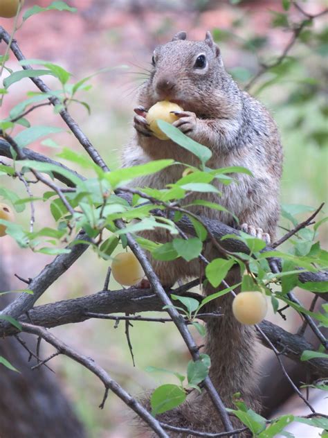 Natural Selections: Mammals of Southern Arizona